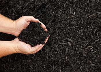 black mulch