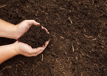 brown mulch