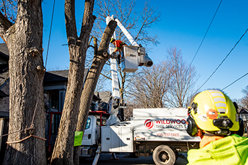 tree shrub removal